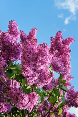 Arka plan bahar güneşli günü mavi gökyüzünde üzerinde mor eflatun çiçekler
