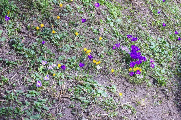 カラフルな春の花。フォレスト ヒルに桜草。色とりどりのクロッカスの開花。季節の最初の春の植物の概念 — ストック写真