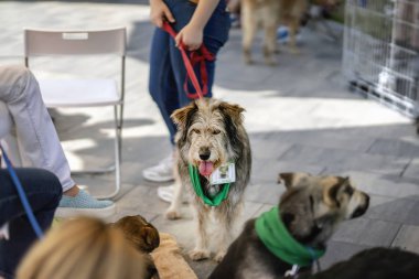 Şirin tüylü köpek--dan sığınak umut, bekleyen tür sahibi, özel sadaka sergi üzgün gözlerle. İnsanlık, iyilik, dostluk. Evsiz hayvanların sosyal sorun kavramı