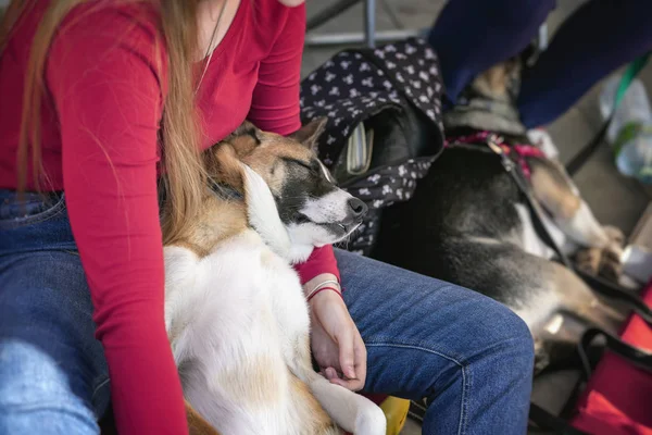 Blithely köpek bir kız gönüllü elinde uyku