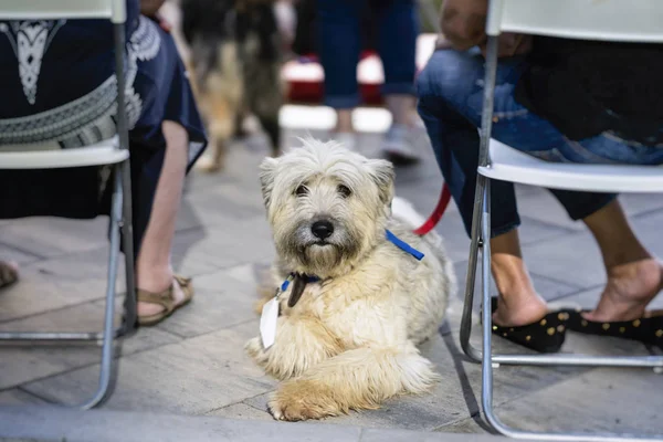 Dog from shelter with sad eyes of hope, waiting kind owner, special charity exhibition. Humanity, kindness and friendship. Concept of social problem of homeless animals — Stock Photo, Image