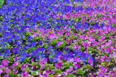 Parlak pitoresk flowerbed, mor ve pembe çiçekler güneşli bir günde homo. Doğal manzaralı arka plan
