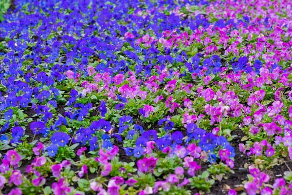 明亮如画的花坛, 紫罗兰色和粉红色的花朵在阳光明媚的日子里充满斑花。自然风景背景 — 图库照片
