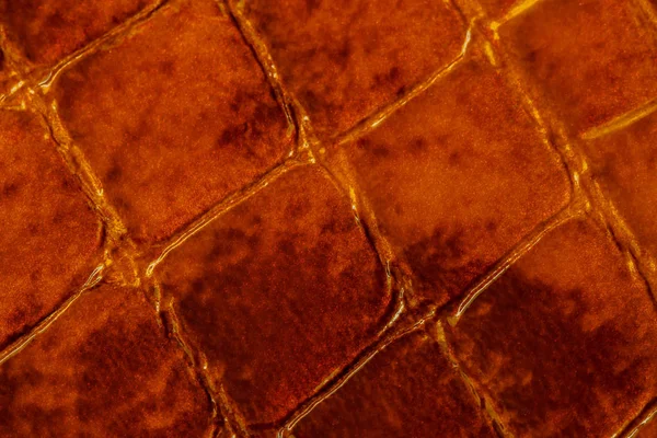 Texture de cuir véritable verni macro, gaufré sous la peau d'un reptile brun foncé. Pour motif moderne, papier peint ou dessin de bannière. Avec place pour votre texte — Photo