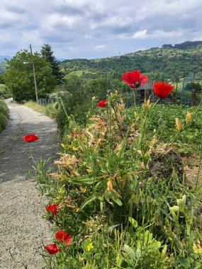Bir ülke yolunun tarafında parlak vahşi Poppies. Yaz manzarası