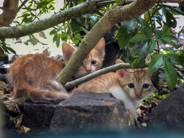 Çimlerde ağacın altında kırmızı renk şaşırtıcı görünüm sevimli küçük yavru çifti.
