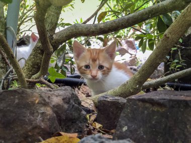 Kırmızı renk sevimli küçük yavru ağacın altında şaşkın bakmak. Yaz güneşli gün