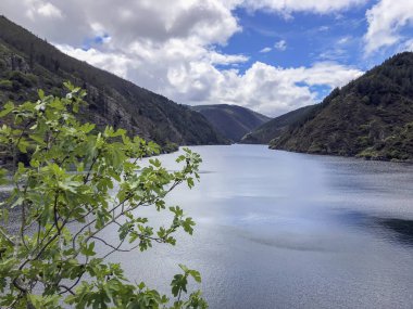 Yabani çilek yakın çekim yabani meyveleri ile bir şube arka planda bir göl ile Yaz manzara,