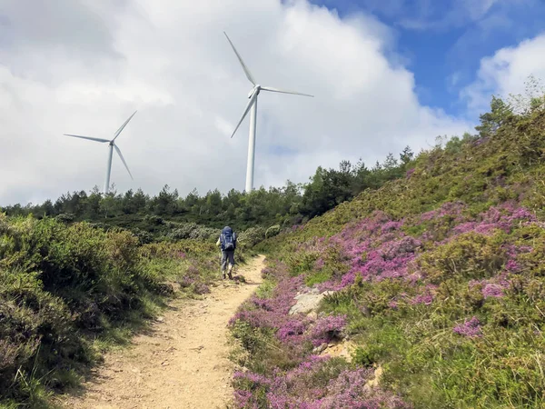 Traveler with backpack and trekking sticks, hiking poles climbs up a ground road up to hill with wind generators are visible. Active and healthy lifestyle in summer