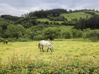 Resimli yeşil çayırda beyaz at. Kırsal yaz manzarası