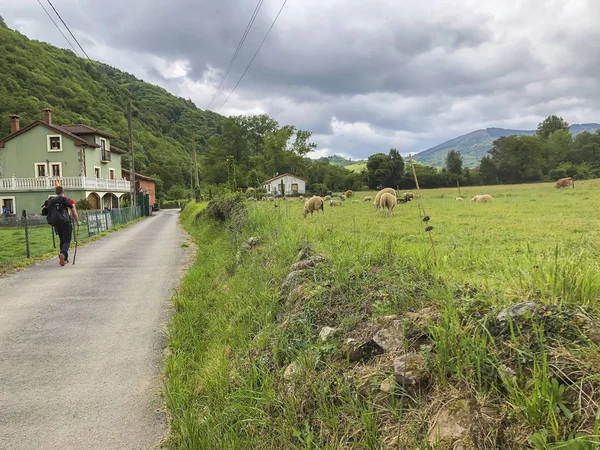 Road with a traveler near picturesque green pasture with sheep, green hills. Countryside, summer natural landscape in summer