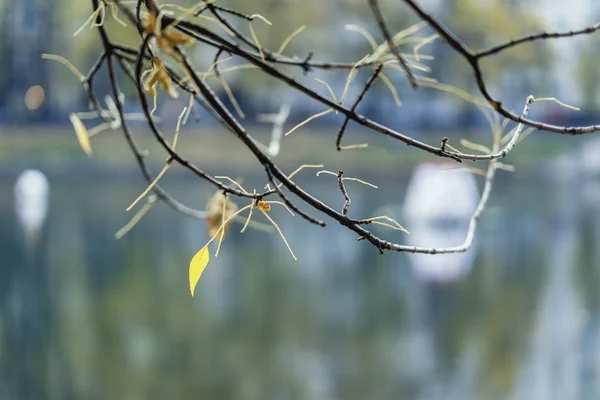 Tak met laatste herfst bladeren op water achtergrond. Selectieve schilderachtige achtergrond. Herfst seizoen — Stockfoto