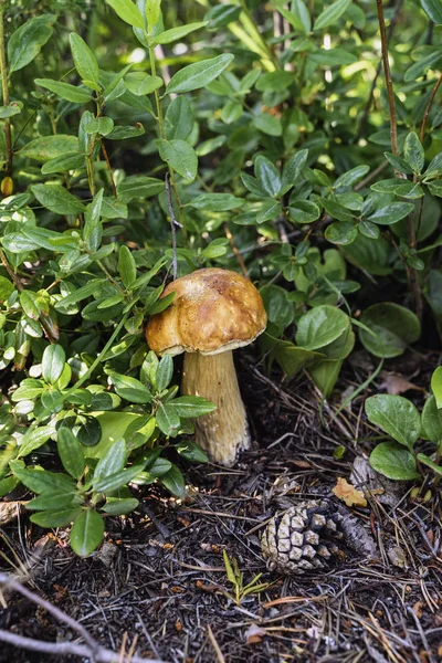 Close-up Mushroom, Boletus edulis en FIR Cone close-up in het bos — Stockfoto