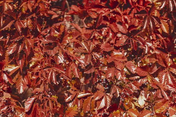 Natuurlijke kleurrijke herfst achtergrond van wilde druivenbladeren. Kleuren en textuur van de herfst — Stockfoto