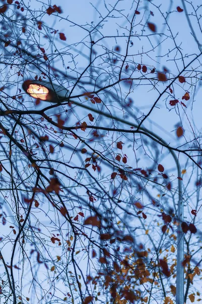 Herfst takken met vallende gele bladeren en een metalen lantaarn tegen de blauwe lucht — Stockfoto
