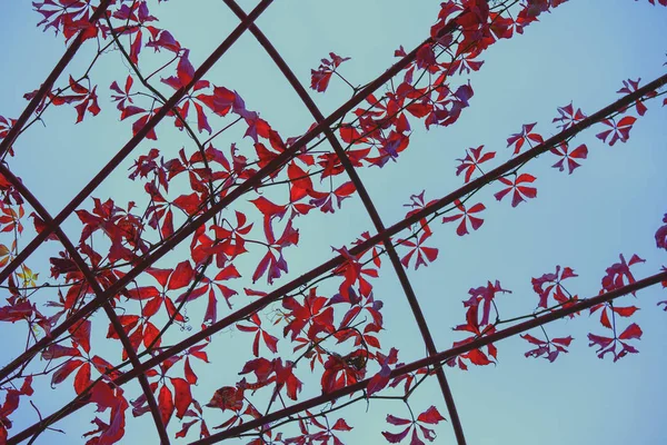 Foglie rosse pittoresche di uva selvatica che tessono su un arco di metallo. Arco metallico di rami intrecciati ritorti con foglie rosse, cielo blu. Sfondo grafico naturale — Foto Stock