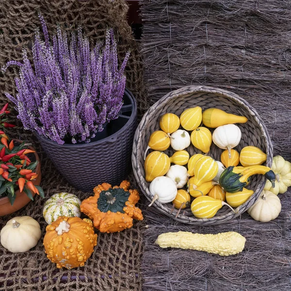 Herbst-Stillleben mit verschiedenen Kürbissen, Schäfchen, Patty Pan und Blumen auf rustikalem Holzgrund. Erntedank und Halloween-Konzept, herbstlich bunte Karte — Stockfoto