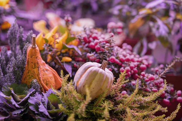 Zwei verschiedene Kürbisse auf dunklem, natürlichem Hintergrund, selektiver Fokus. Danksagung und Halloween-Konzept, herbstlich bunte Karte. Hintergrund, Kopierraum — Stockfoto