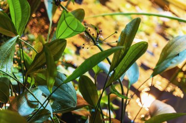 Tropik bitki dalları, taze botanik desenler. Doğal yeşil ve altın arkaplan. Egzotik orman arkaplanı