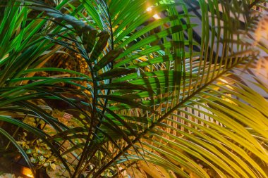 Tropikal doğal palmiye dalları aydınlatılmış ışık altında yakınlaşır. Soyut doku, doğal egzotik sarı arka plan. Doğal desen, modern renk