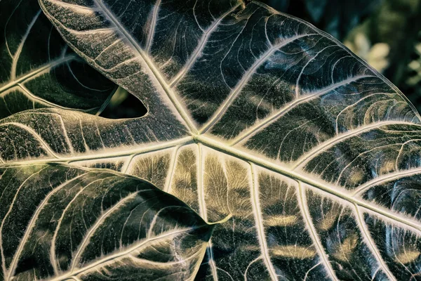 Alocasia amazonica 'nın desenli yeşil yaprağı yakın plan, doğal arkaplan