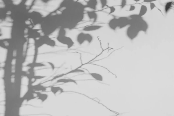 Abstraktní pozadí stínu větví stromů na stěně. Moderní šedé abstraktní pozadí — Stock fotografie
