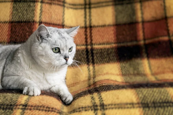 Große britische Katze mit intelligenten und schönen grünen Augen ruht auf einem Sofa mit einer kuschelig weichen karierten Decke — Stockfoto