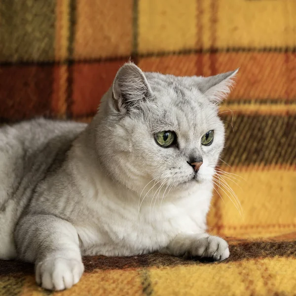 Große britische Katze mit intelligenten und schönen grünen Augen ruht auf einem Sofa mit einer kuschelig weichen karierten Decke — Stockfoto