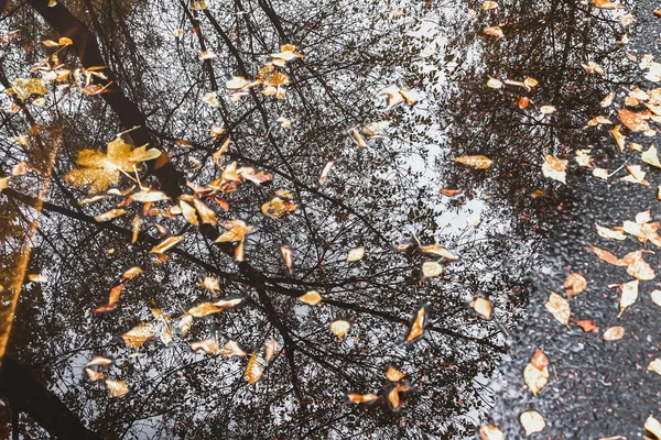 Jesienna kałuża z odbiciami drzew i opadłych żółtych liści. Chmurny dzień po deszczu. Naturalne tło — Zdjęcie stockowe