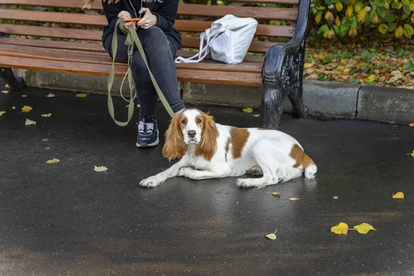 Jeune fille abstraite dans le banc du parc avec chien vérifier son téléphone — Photo