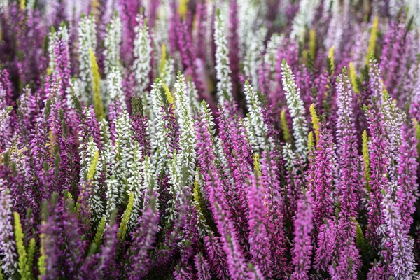 Bright multicolored flowers of colorful blooming erica. Evergreen plant of the genus heathers. Natural picturesque background — Stock Photo, Image