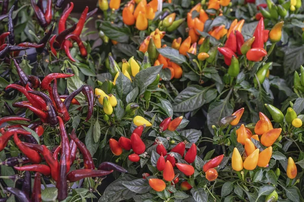 Sonbaharda, açık havada, bahçede, rengarenk arka planda farklı renk ve çeşitlilikte süslemeli Annuum Peppers.
