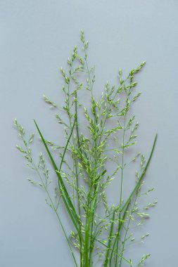 Mavi arka planda taze yeşil çayır mısır gevreği, soyut dikey duvar kağıdı