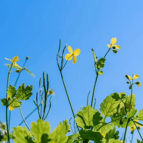Blooming Wild Yellow Flowers Background Blue Sky Summer Sunny Day — Stock Photo, Image