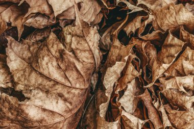 Düşen kurumuş kahverengi yaprak yere düşer. Soyut sonbahar arkaplanı, mevsimin teması, yaşlanma süreci dernekleri