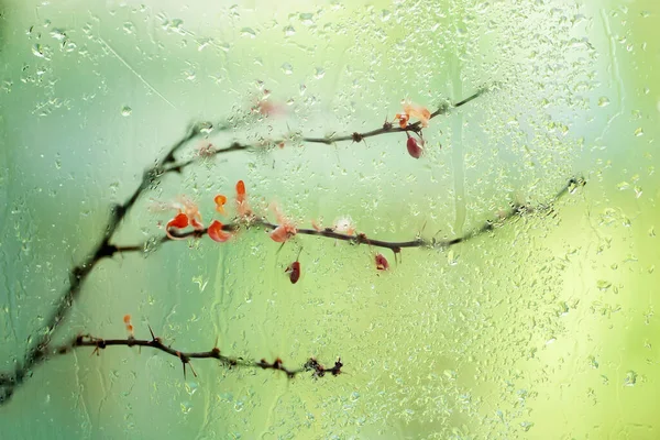 Branche avec des feuilles jaunies sèches et des baies rouges derrière une fenêtre mouillée avec des gouttes de pluie, bokeh de rue floue. Automne naturel fond flou — Photo