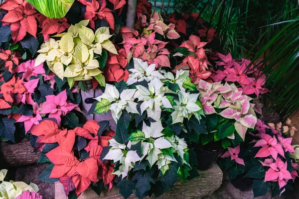 Различные сорта рождественской звезды, пуансеттия цветы разных цветов крупным планом. Выборочный фокус. Праздничные зимние праздники — стоковое фото