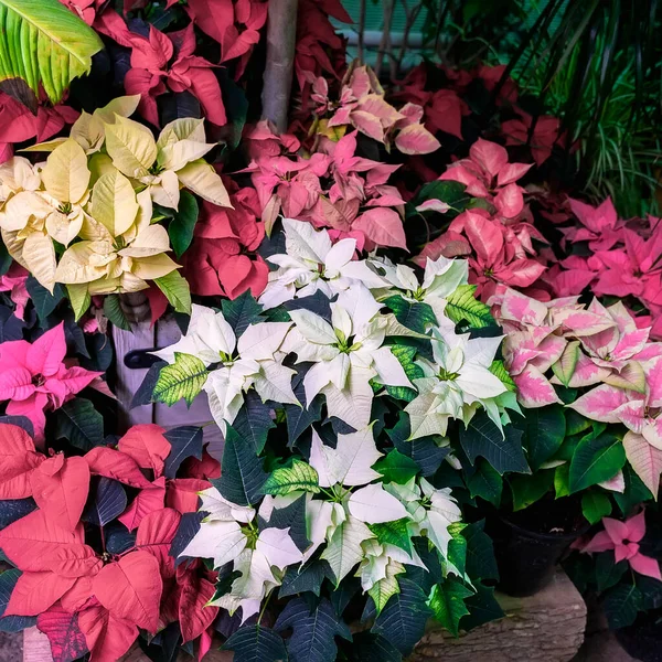 Çok renkli noel yıldızı, noktalı yıldız, Euphorbia Pulcherrima. Seçici odaklanma. Tasarım için şenlik arka planı. Noel şenliği. Kış tatili — Stok fotoğraf