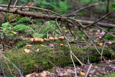 Lycoperdon Perlatum Grubu ya da Yosun kaplı bir ağaç gövdesinde yaygın tütsü topu, yaz ormanı