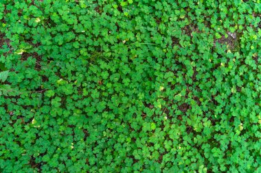 Doğal orman yeşili arka plan, küçük yonca filizleri, üst manzara, doku
