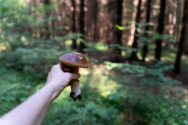 Porcini Mushroom Female Hand Mushroom Picker Green Forest Background Soft — Stock Photo, Image