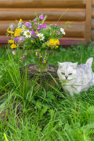Bukiet kwiatów w trawie na starym pniu drzewa i kot domowy spaceru w pobliżu. Koncepcja letnia — Zdjęcie stockowe