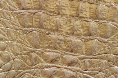 Hakiki deri kaplama, haki rengi, sürüngen derisinin altında kabartmalı, timsah derisi. Moda deseni ve arkaplan