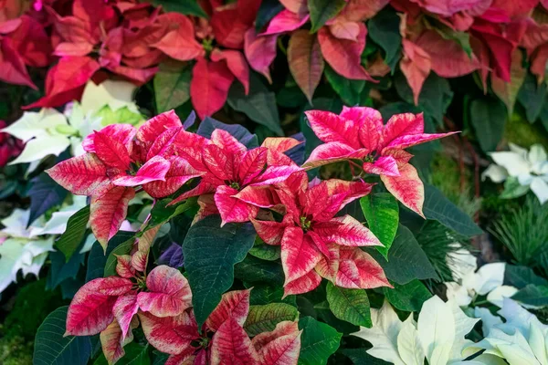 Poinsettia, Euphorbia Pulcherrima, noel yıldızı, eşsiz gölgeler, farklı tatil bitkileri. Seçici odaklanma. Mutlu Noeller, kış tatili, mutlu yıllar. — Stok fotoğraf