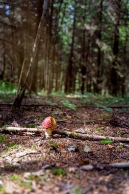 Zehirli sinek agariği, yaprak döken ormanda yenmiş şapkası, ormanda yaz günü, dikey doğal manzara.