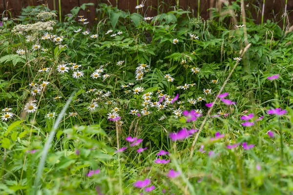 夏天的花卉景观 茂密的野生草本和花朵 阳光明媚的日子 — 图库照片