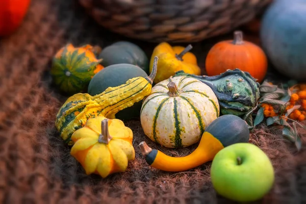 Surtido Calabazas Coloridas Naturales Orgánicas Símbolo Cosecha Acción Gracias Halloween — Foto de Stock