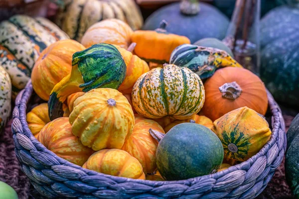 Herbststilleben Mit Verschiedenen Kürbissen Weidenkorb Rustikalem Stil Erntedank Und Halloween — Stockfoto