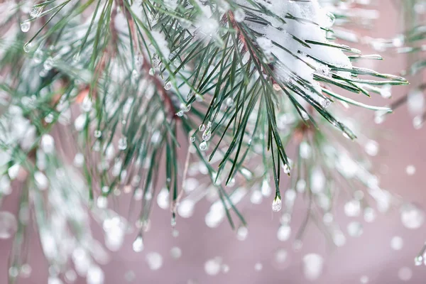 크리스마스 배경에는 야자수와 서리가 뿌옇게 있었습니다 서리가 내리는 현수막 눈덮인 — 스톡 사진