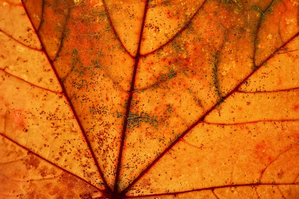 Macro Texture Colorful Autumn Leaf Natural Background Wallpaper Seasons Leaf — Stock Photo, Image